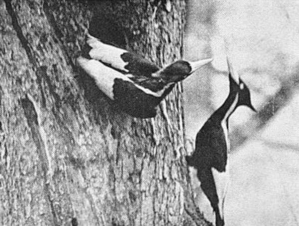 Male and Female At the Nest.  Singer Tract, 1935.