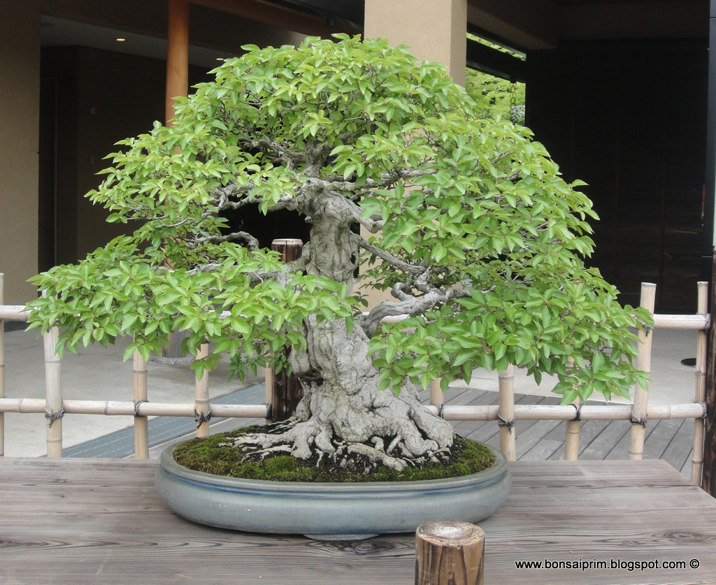 The Omiya Bonsai Art Museum, Saitama DSC09328