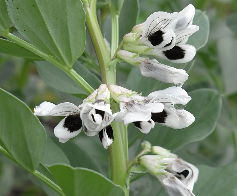 edible culture Broad Beans and Green Asparagus with Buckweat Noodles