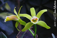 Cattleya luteola