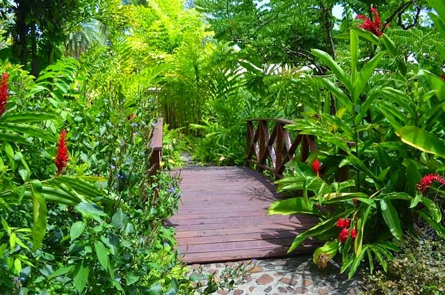 The Galloping Gardener Wordless Wednesday Andromeda Botanic Wordless Wednesday Andromeda Botanic Gardens Barbados