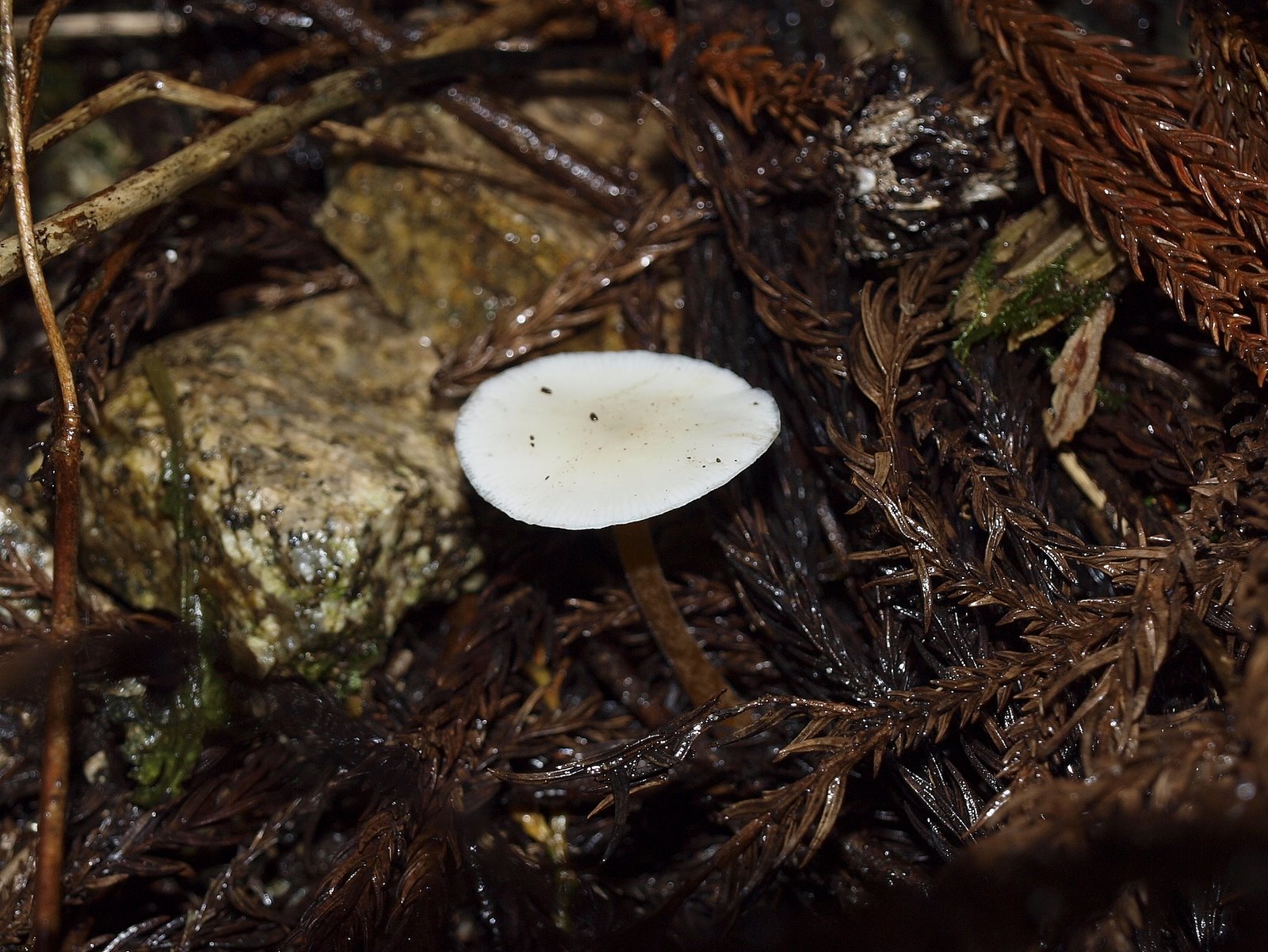 気まぐれ写遊人 金剛山を歩く 金剛山のキノコ ３