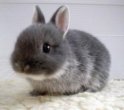Bunny Pic