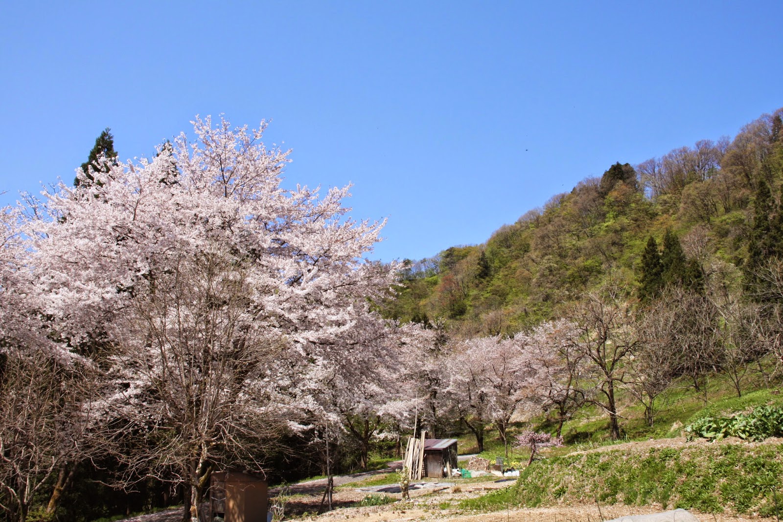 まめせんブログ 桜散る頃は新芽が美しい季節
