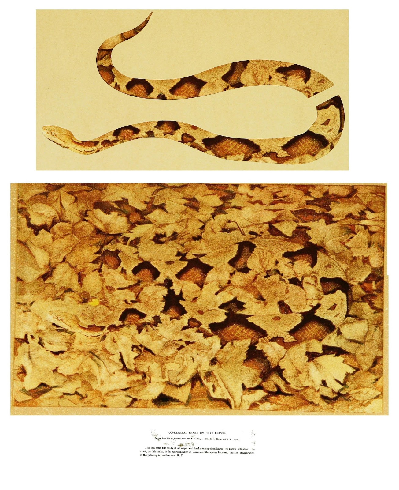 Unveiling Arkansas'S Hidden Snake World: A Guide To Non Venomous Species - 2mmeutv