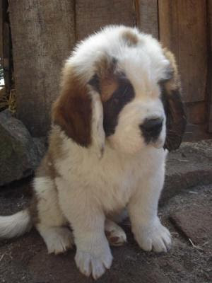 Puppy St Bernard