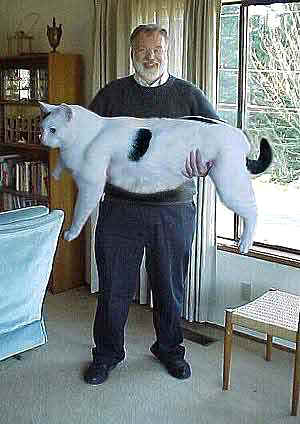 Funny,Cute and lovely Animal: Funny Cat Wallpapers