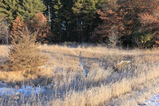deer trail in early winter photo of deer trail through field in early winter