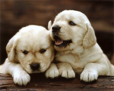 due cuccioli meravigliosi