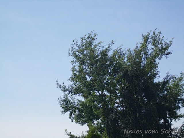 7 Sachen- Neues vom Schloß, jomilija.blogspot.de 7 Sachen- Neues vom Schloß, jomilija.blogspot.de