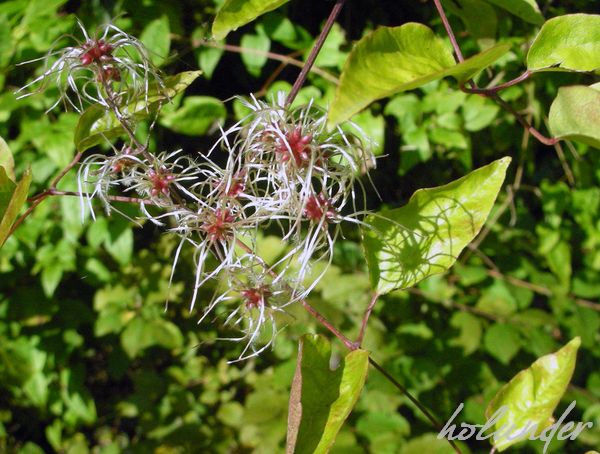 October S Party Die Zitronenfalterin