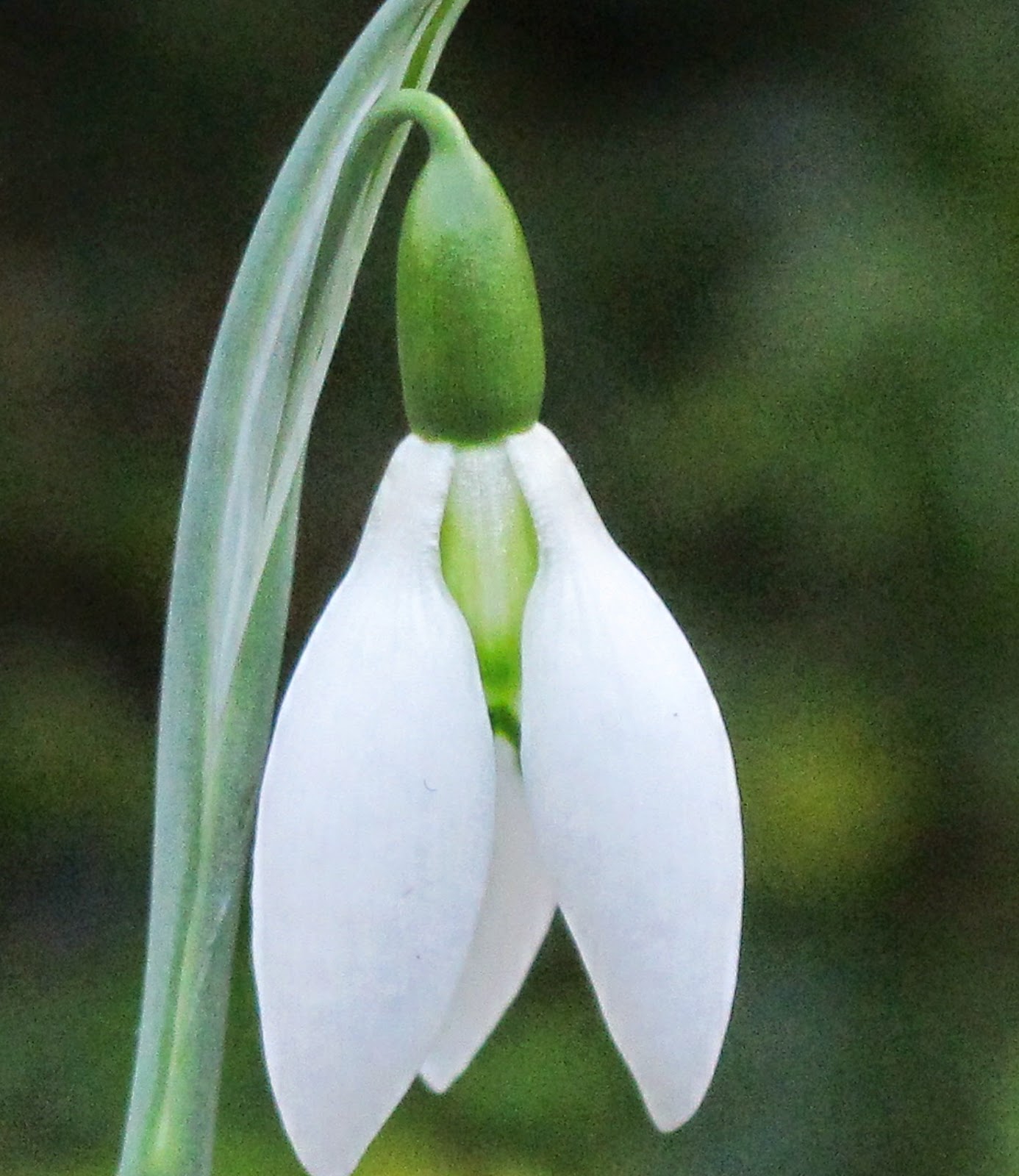 Galanthus elwesii 'Fieldgate Prelude'