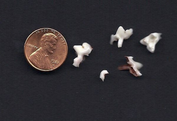 puppies lose baby teeth outside the rat race baby teeth puppies lose baby teeth outside the rat race baby teeth