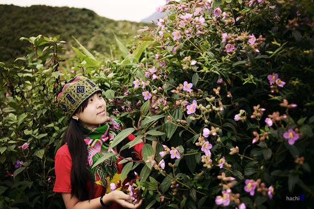 [Image: hoa-mua-tim-ngat-troi-tay-bac-3.jpg]