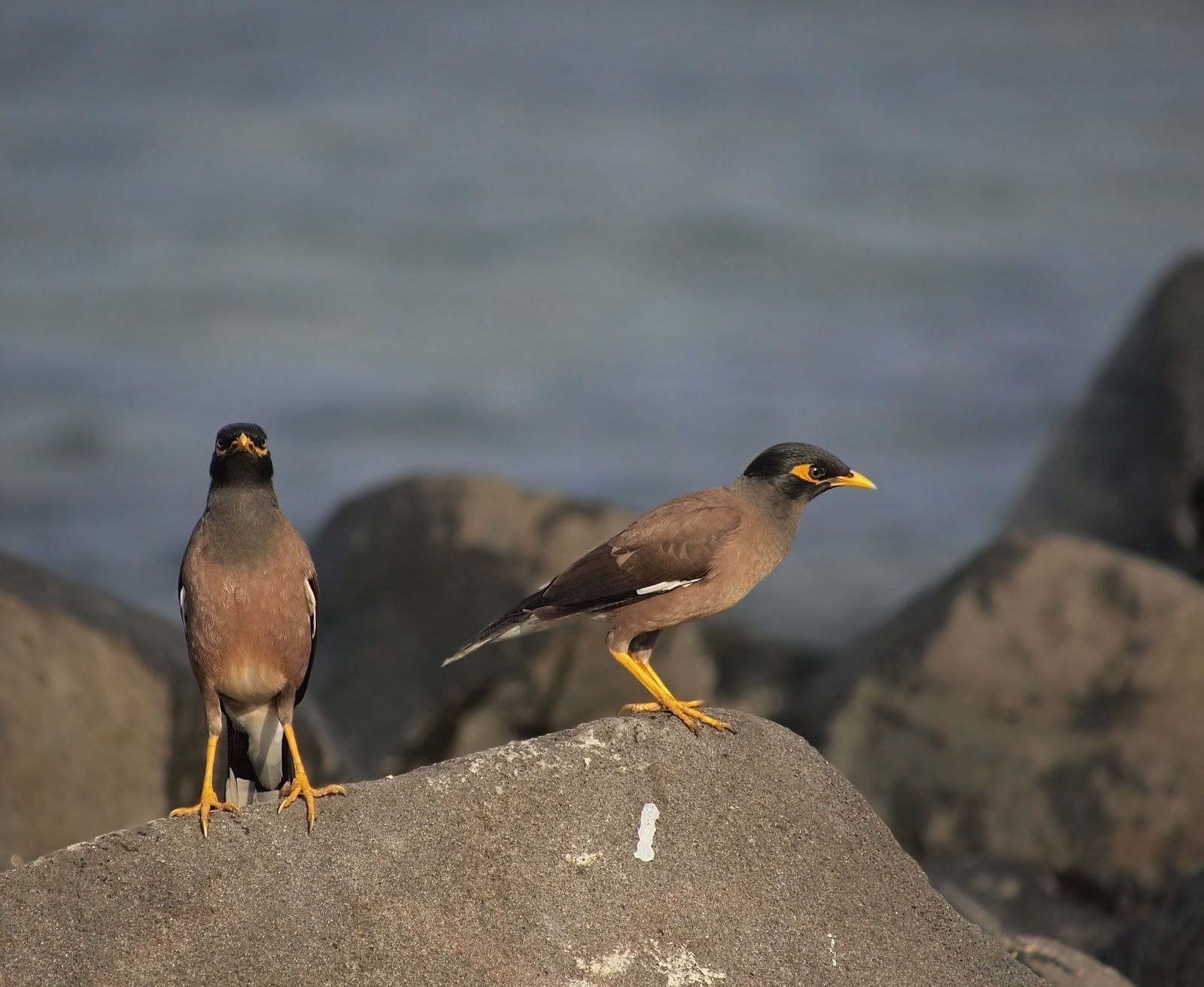 طيور حديقتي birds in my garden الطيور المقيمة في الحديقة