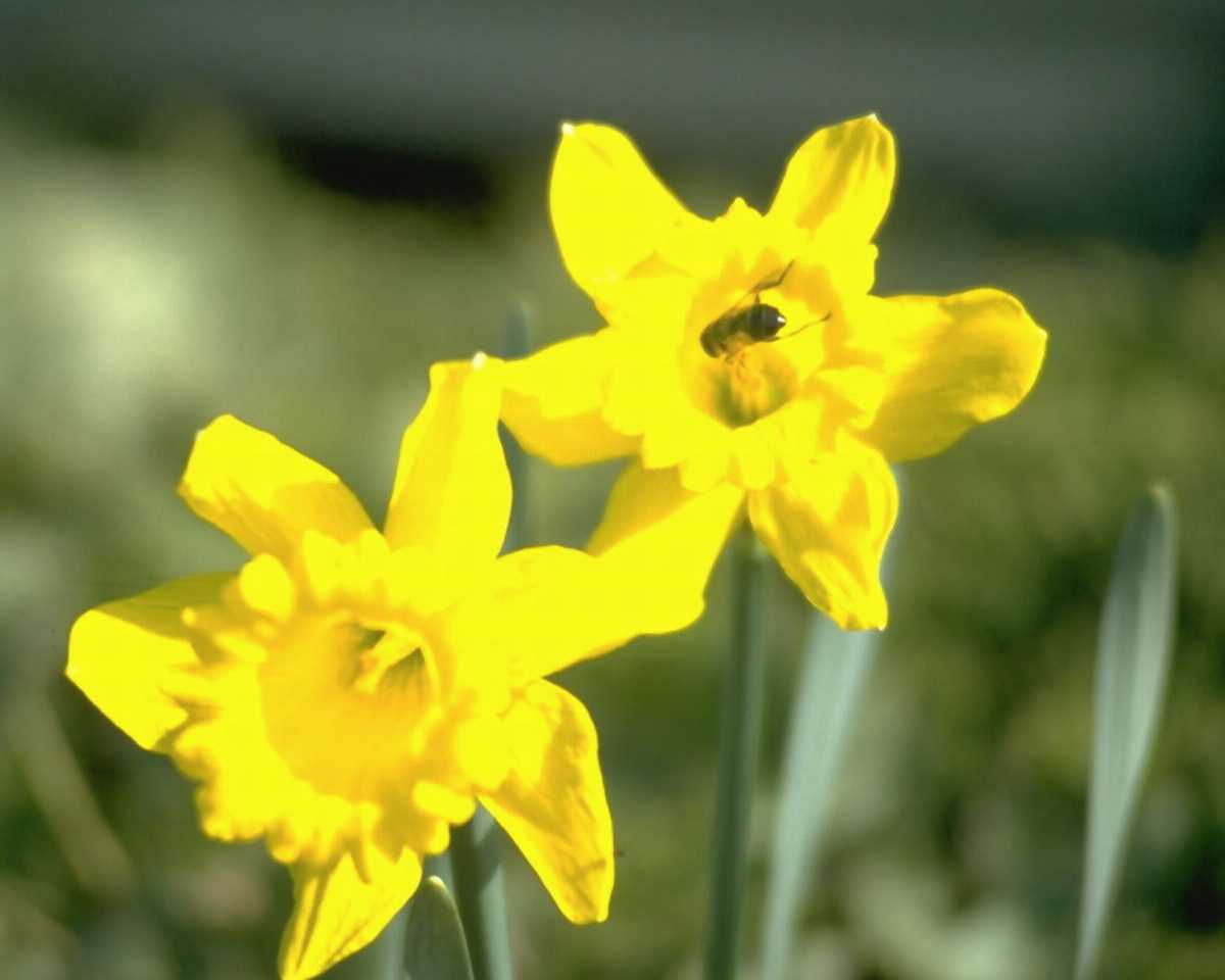 Welsh Cartoon Daffodil
