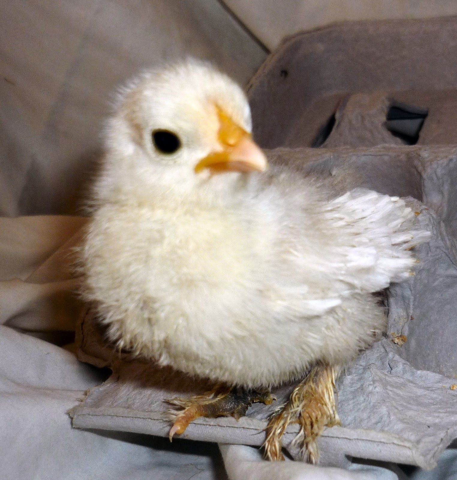 chicken crest