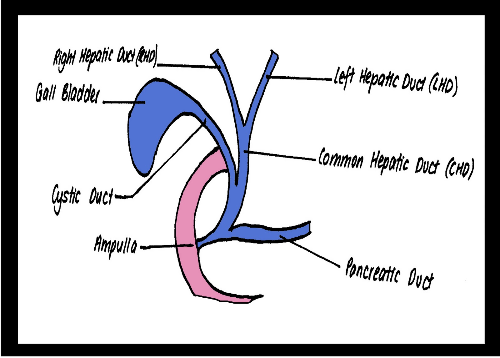 XRay Vision A Radiography Blog ERCP Anatomy, Procedure and the
