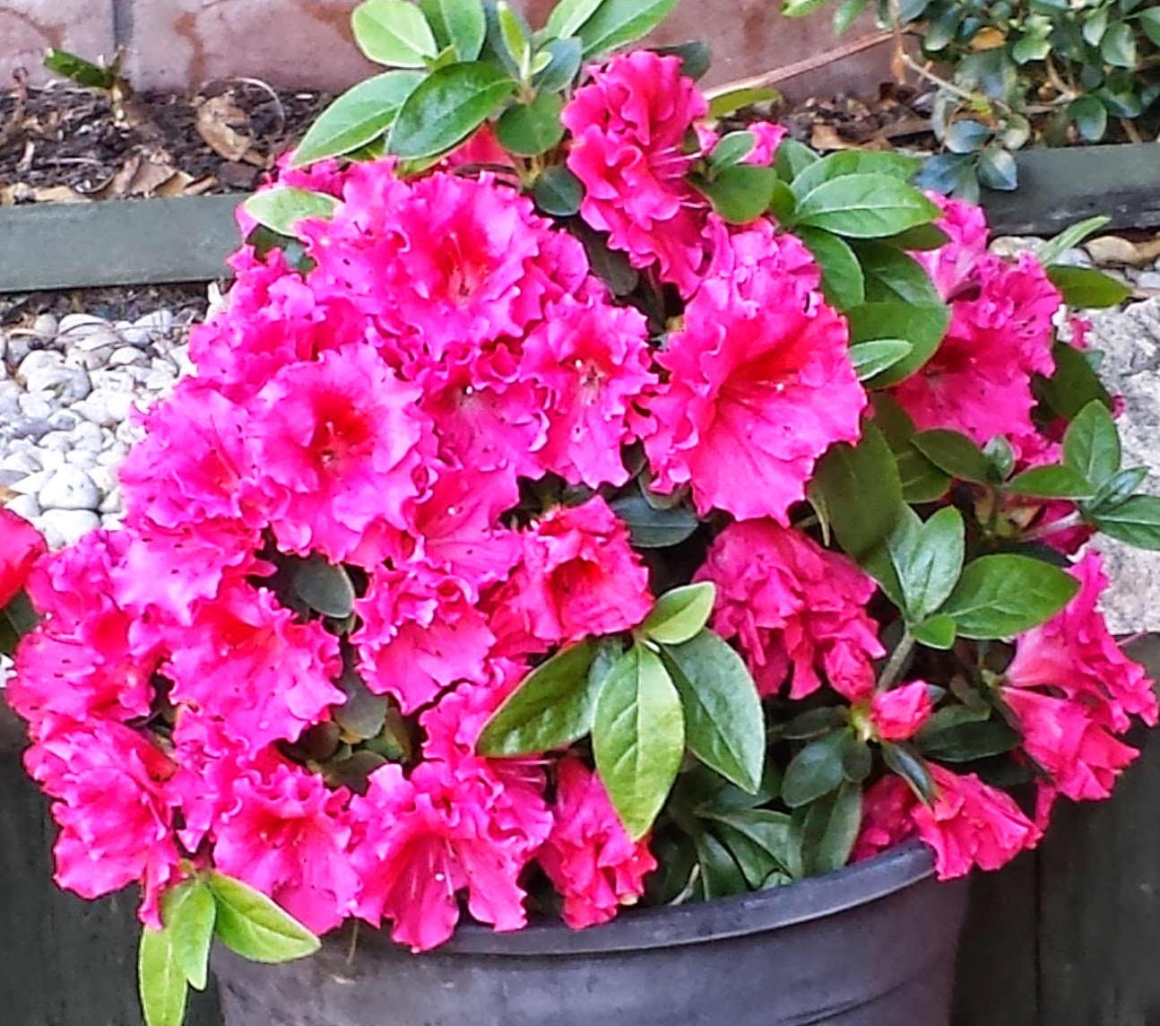 Allergy Friendly Plants for Your Garden