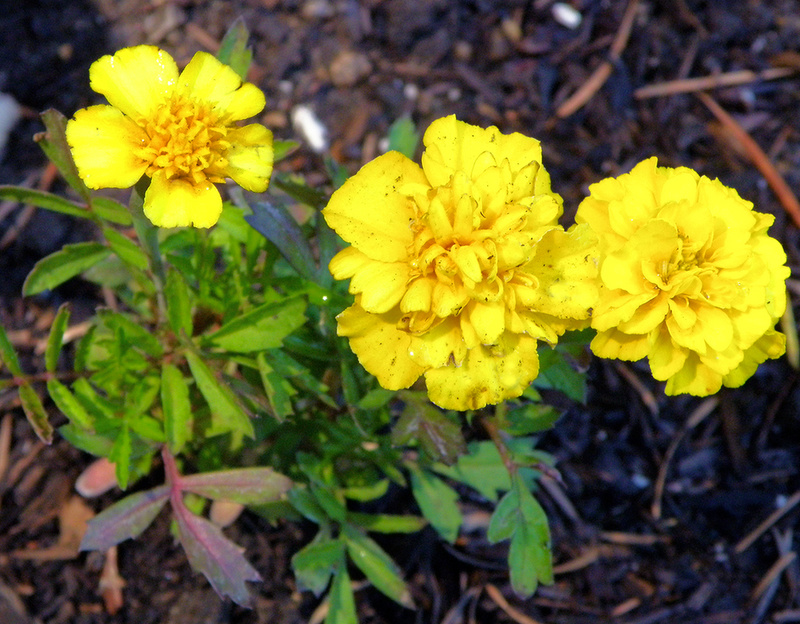 Seasonal Eating Top Ten (Plus Two) Garden Plants for May