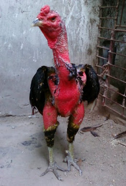 Ayam Jago Tarung Berkelas Mencetak Aduan Unggul Ayam Jago Tarung Berkelas Mencetak Aduan Unggul