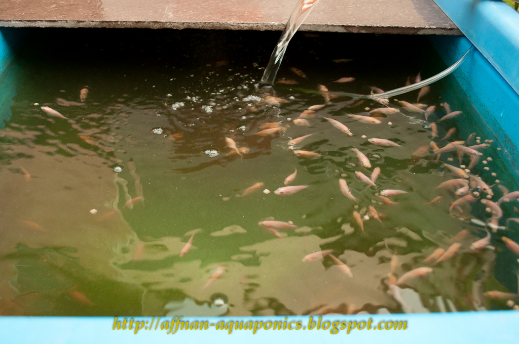 Affnan's Aquaponics Tilapia Breeding Fresh Batch of Fry