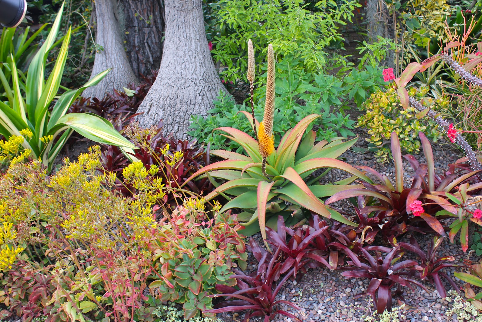 DEETER BUCKNER DESIGN, LLC: Magnificent, Mature Succulent Gardens