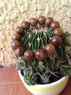 Vòng tay gỗ hóa thạch - 14