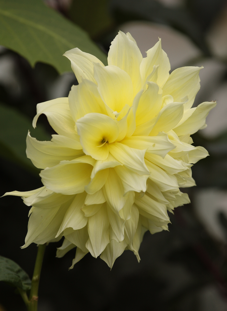 Winter Blooms In The Rainy Day Garden