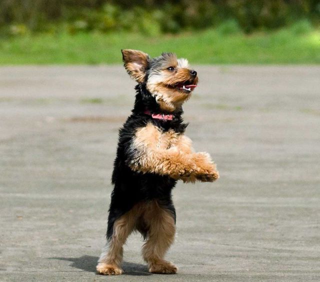 All+Type+Of+Funny+Animals+Photos+%252813%2529 All+Type+Of+Funny+Animals+Photos+%252813%2529