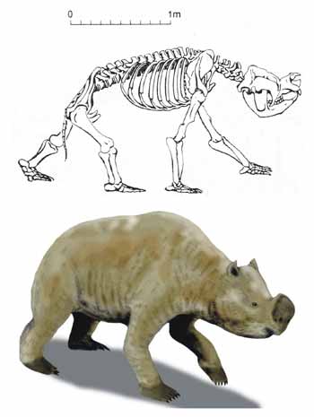 prehistoria en australia Zygomaturus