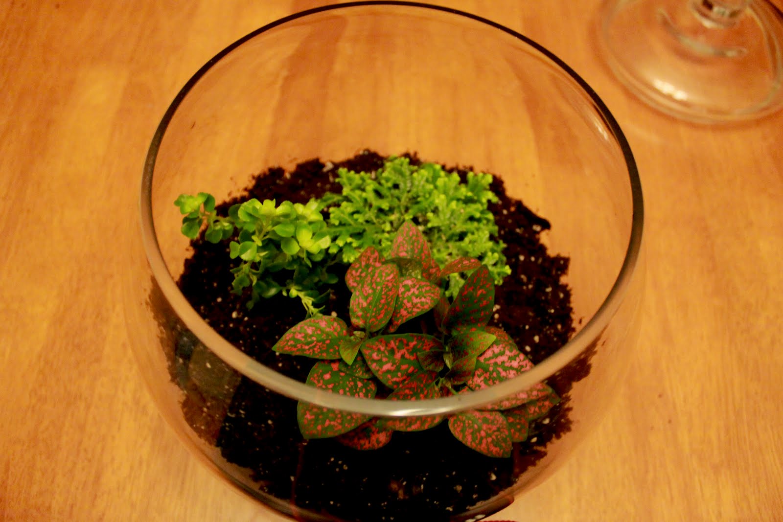 Alice In Delirium How to Build a Tropical Terrarium