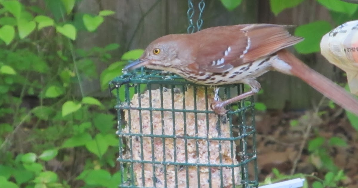 Georgia Girl With An English Heart: Brown Thrashers
