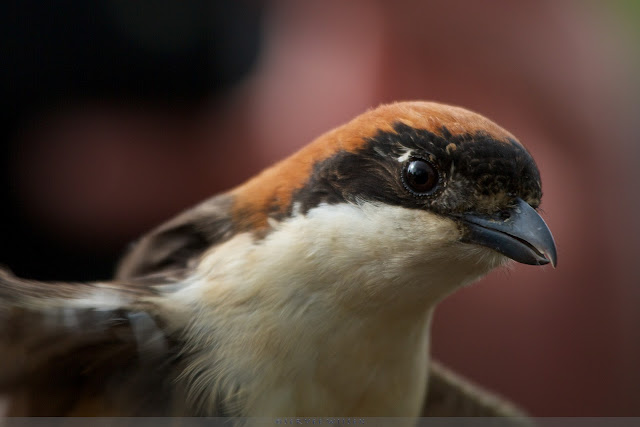 Roodkopklauwier - Woodchat Shrike - Lanius Senator