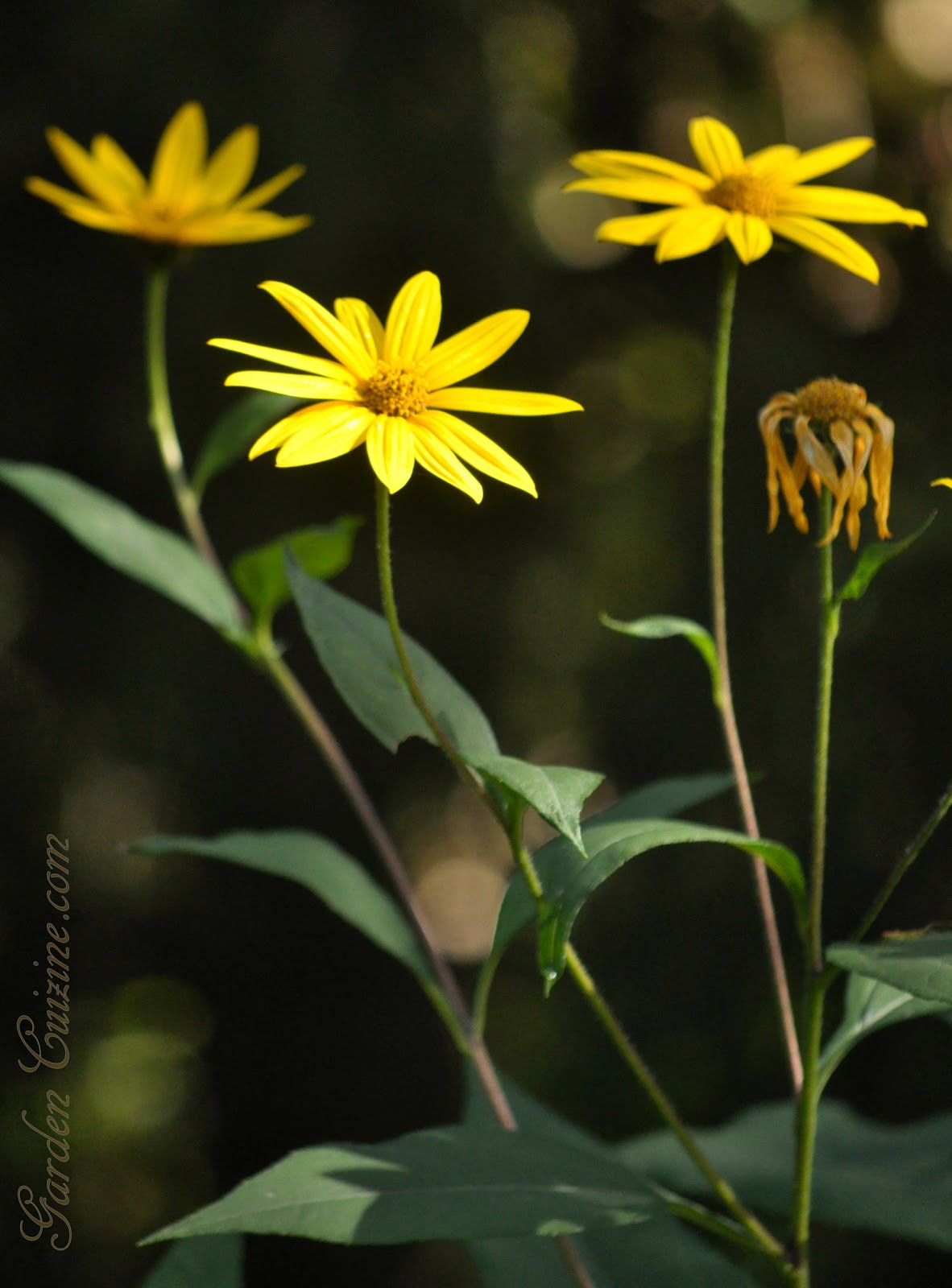GardenCuizine Jerusalem Artichoke Sunflowers * Nutritious * Delicious