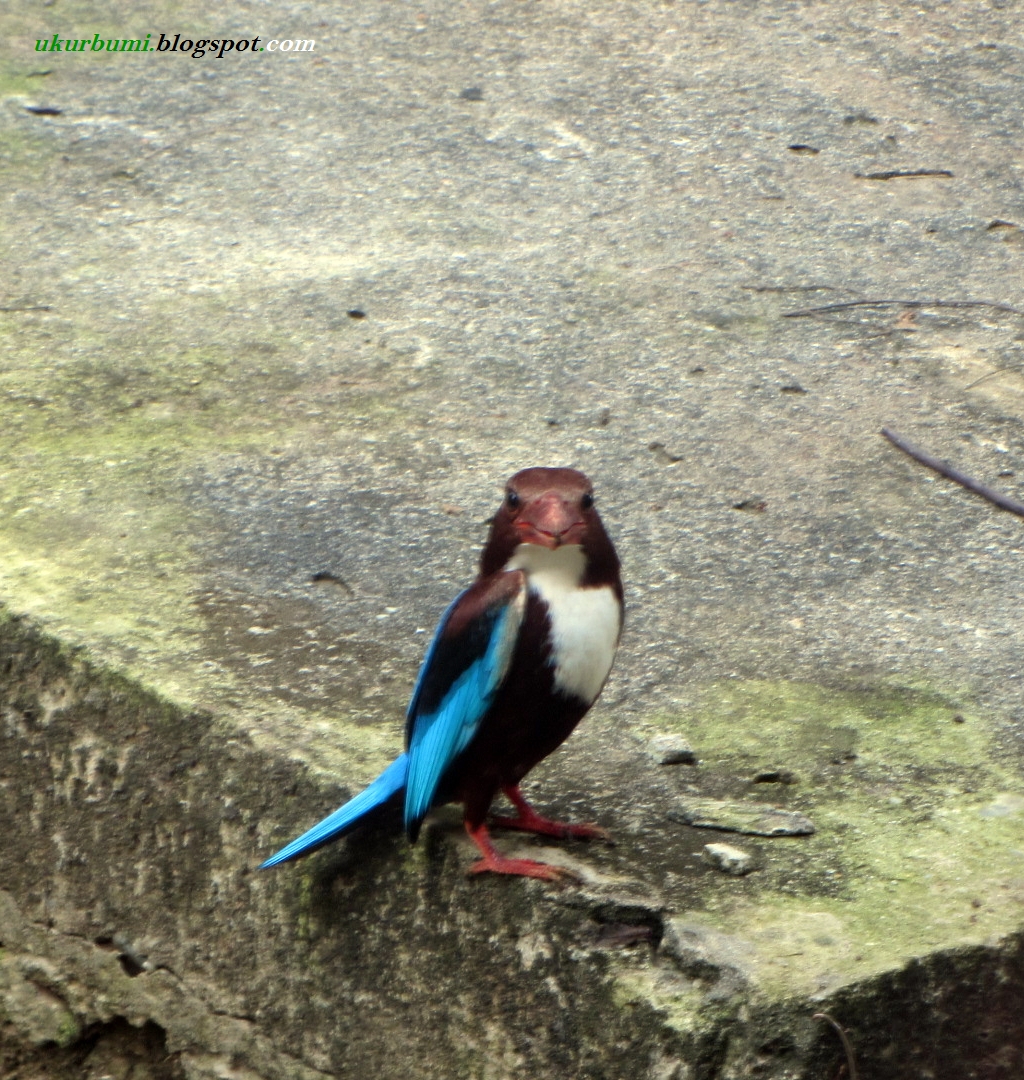 Ukur Fauna Riau Burung Raja Udang Paruh Merah