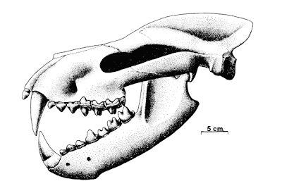 craneo de Hemipsalodon