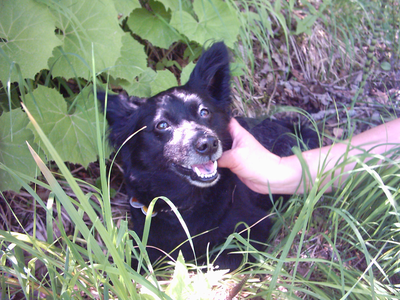 Freiheit Oder Determinismus