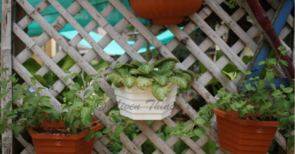 Gardening In Small Spaces ~ Simple Vertical Garden Ideas !!!