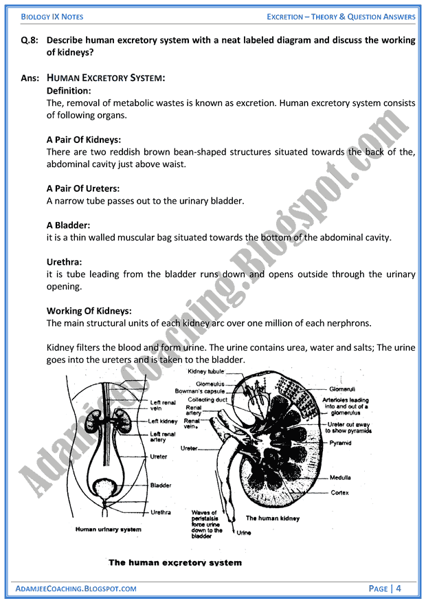 excretion-theory-notes-and-question-answers-biology-notes-for-class-9th