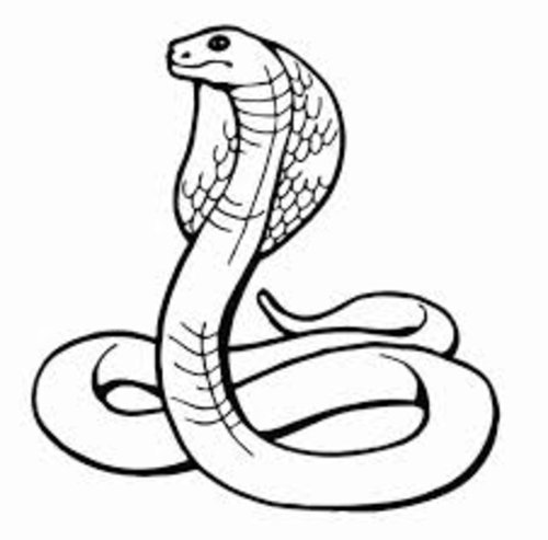 Anaconda Coloring Page Anaconda Coloring Page
