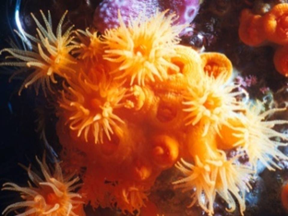 Blogger Angga Filum Porifera Dan Coelenterata