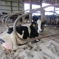 gambar peternakan sapi gambar peternakan sapi