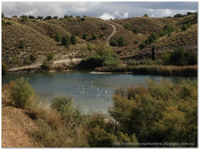 pantano y patos pantano y patos