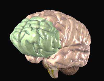 cortex cortex
