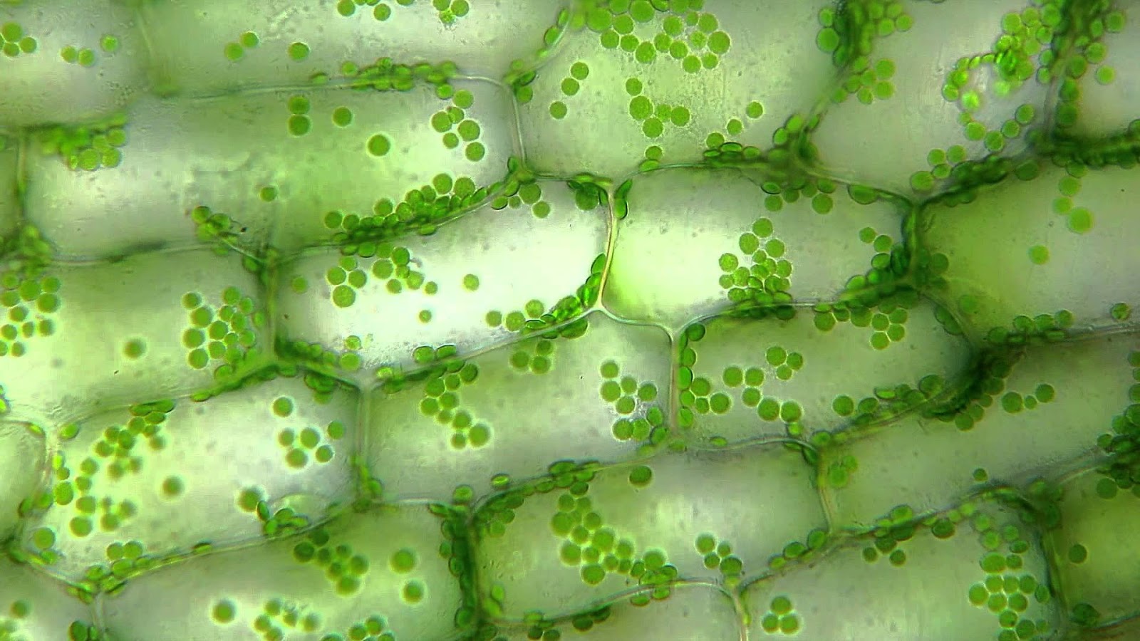 在显微镜下观察双子叶、单子叶和植物茎的根。照片摄影图片_ID:329190653-Veer图库