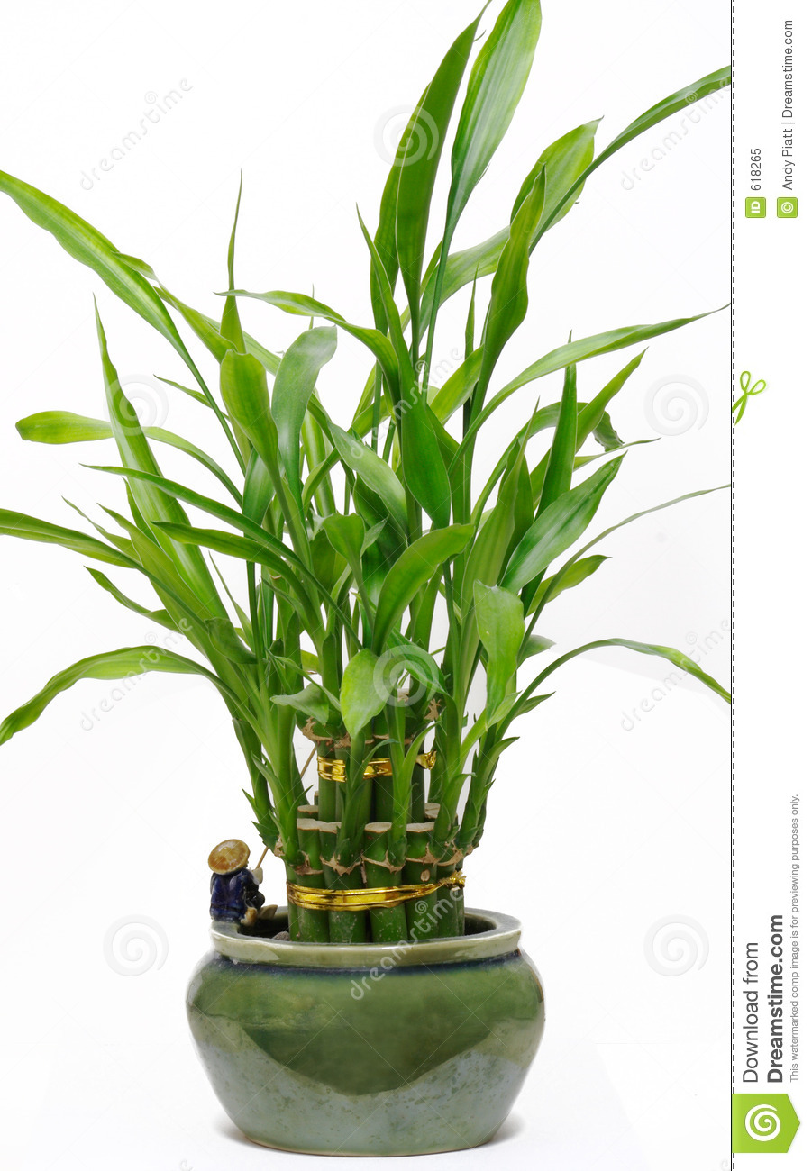 bamboo l photo bamboo house plant bamboo l photo bamboo house plant
