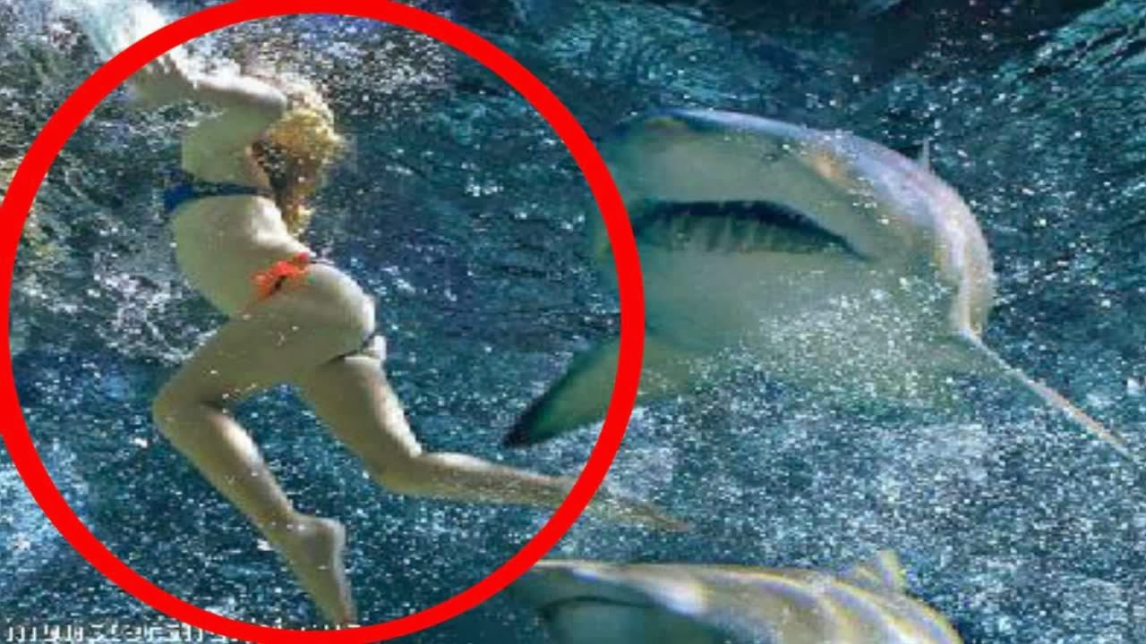 Shark Attacks Human Latest Photos 2014 | Beautiful And Dangerous