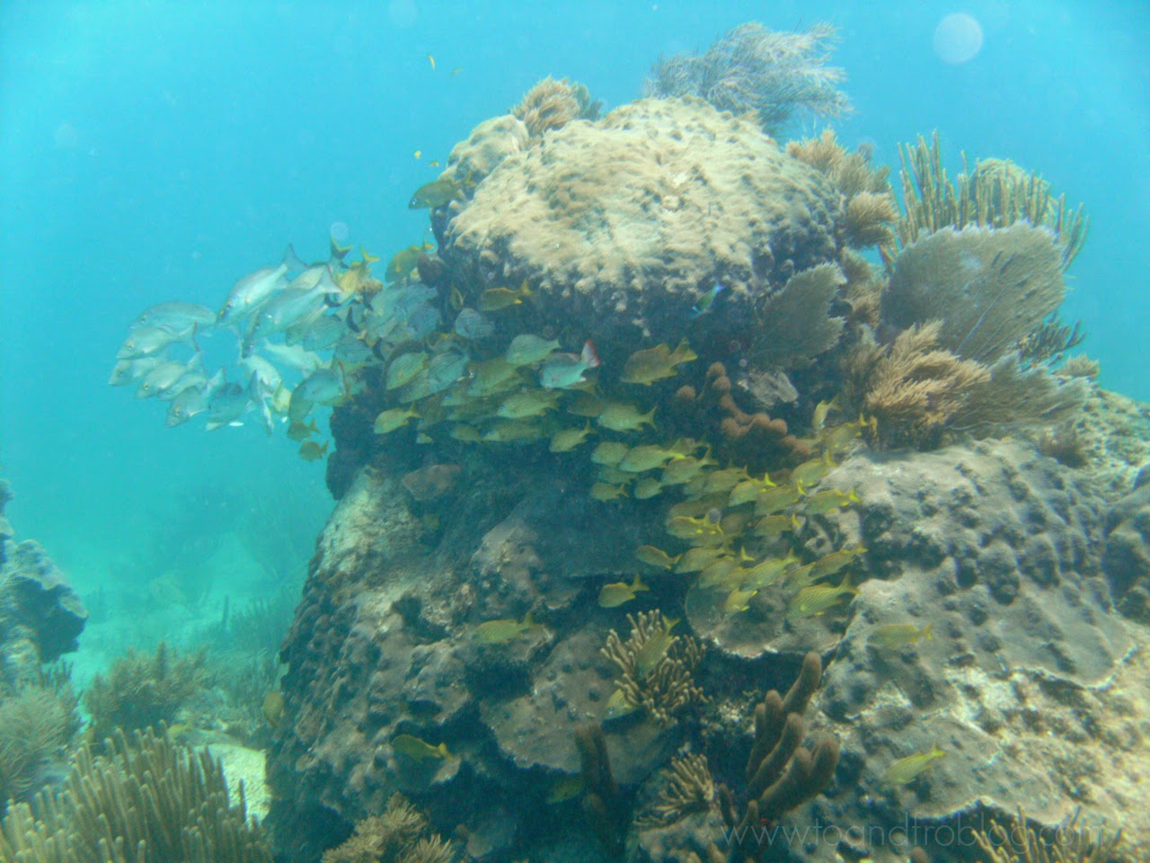 scuba diving in riviera maya