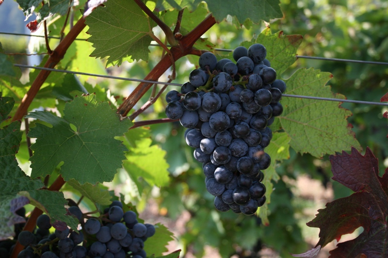 Fringe Wine Dornfelder Rheinhessen, Germany and Finger Lakes, NY, USA